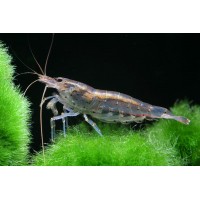 Креветка Амано