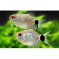 Филомена Баллон