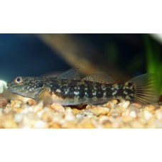 Бычок Гиуринус Бычок Гиуринус