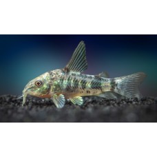 Коридорас Крапчатый 