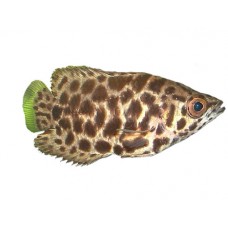 Ктенопома Леопардовая