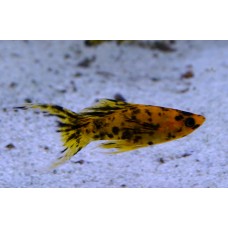 Моллинезия Леопардовая Моллинезия Леопардовая