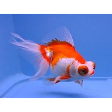 Телескоп Красно-Белый Телескоп Красно-Белый