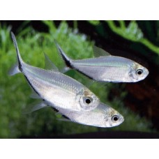 Тетра Коста